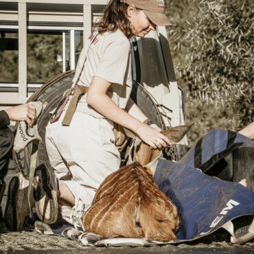 2025 vet projects-37