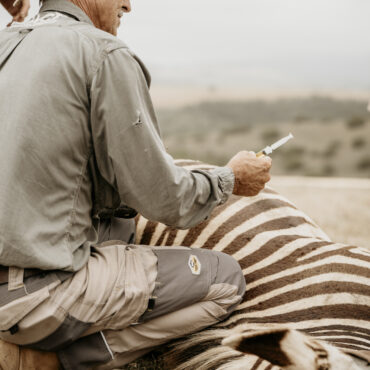 Cape mountain Zebra-50