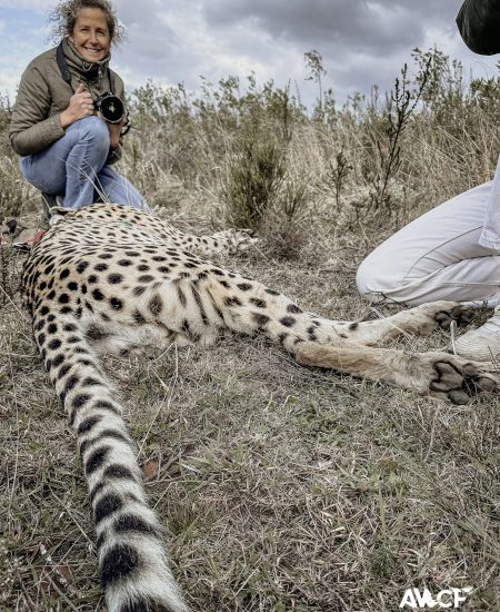 2025 vet projects-101