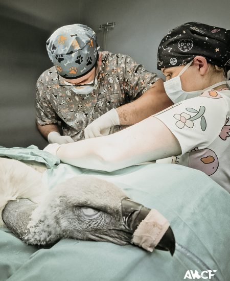 2025 vet projects-19