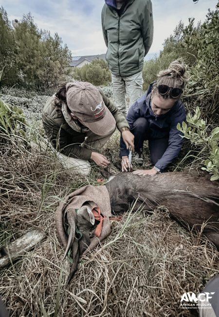 2025 vet projects-96