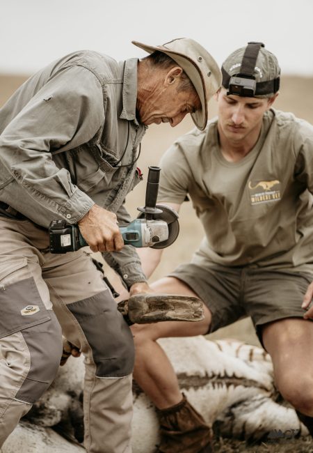 Cape mountain Zebra-19