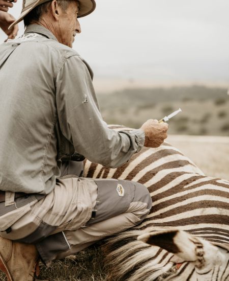 Cape mountain Zebra-50