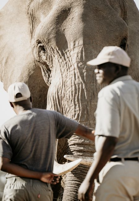 ELEPHANT RELOCATION-11
