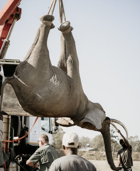 ELEPHANT RELOCATION-40
