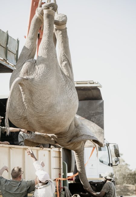 ELEPHANT RELOCATION-43